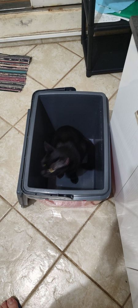 Gato preto dentro de um cooler cinza, foto levemente embaçada.