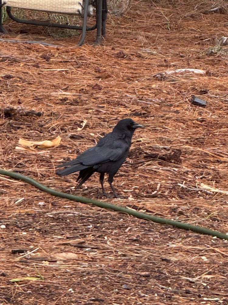 A crow poses for the camera against a background of reddish brown pine needles with a green hose across the bottom third of the image