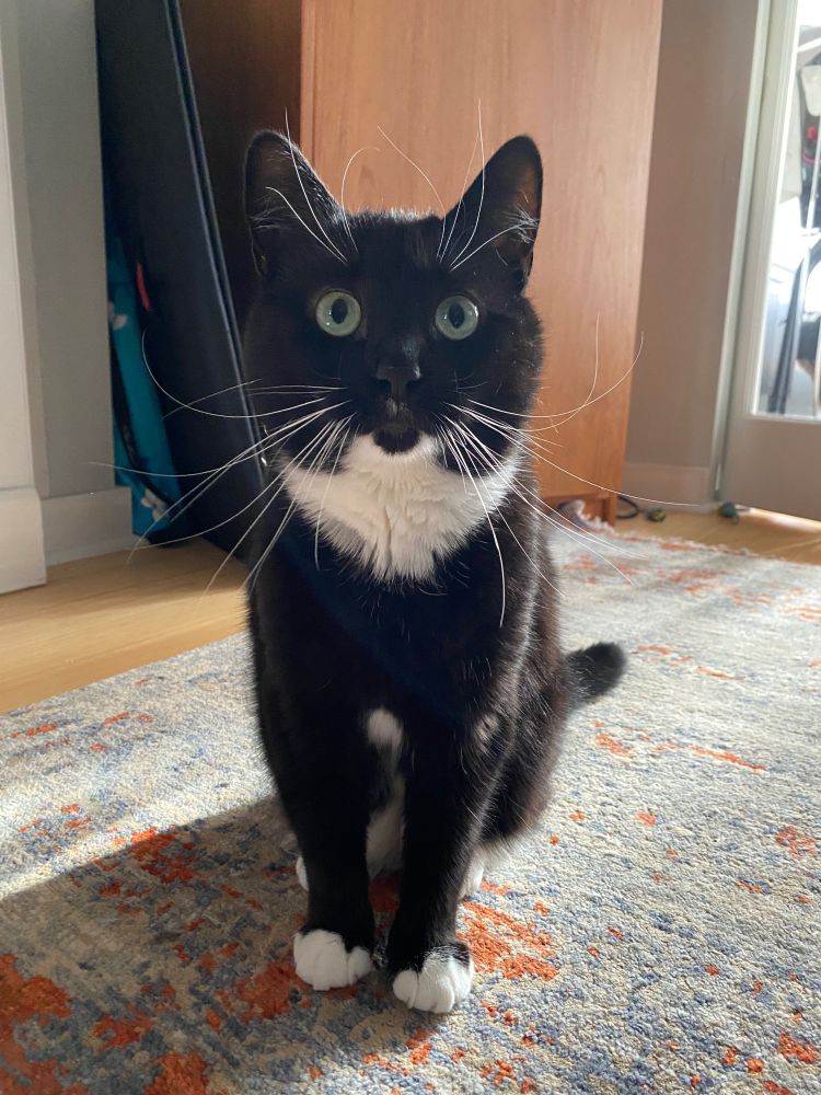 My friend Izzy the tuxedo cat