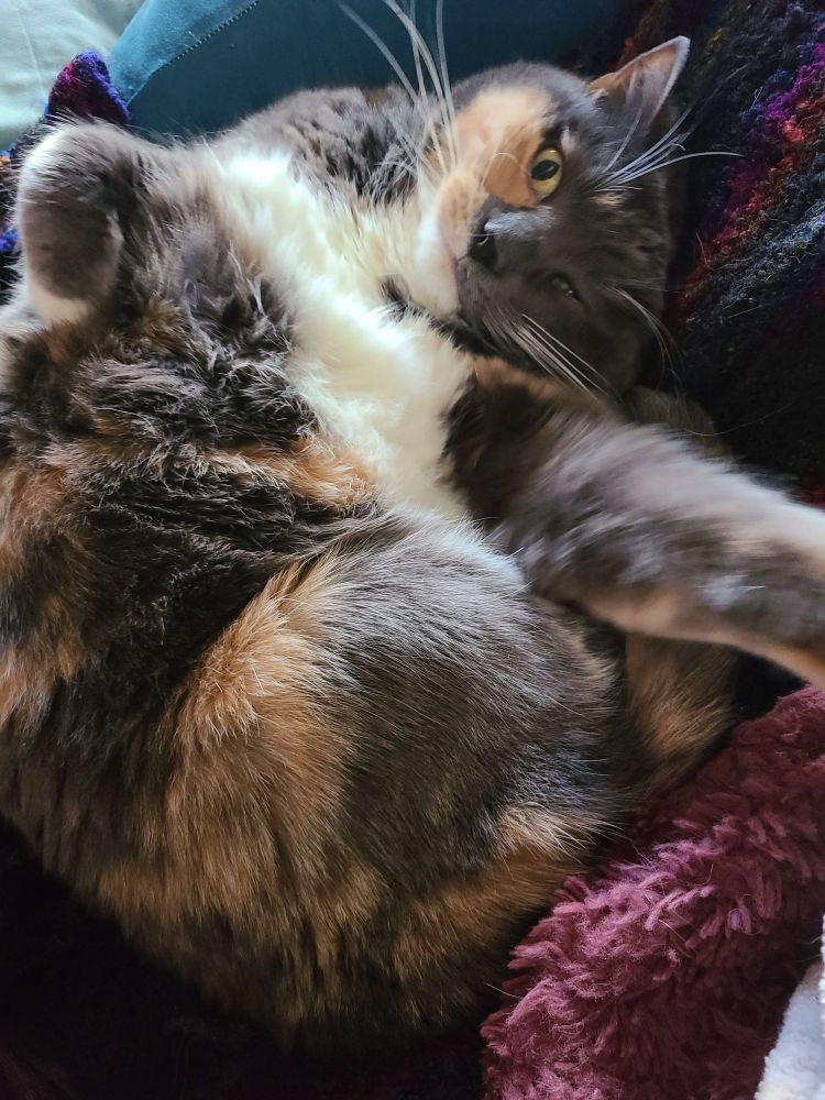 The most adorable of torties is reaching for you. She's adorable. Seriously. If you can't see her face, just imagine the cutest little cat face you've ever seen, and she wants you to pet her, and she's reaching out like: "YO, YOU SHOULD PET ME" and like, you can't resist, because seriously, she's adorable. Her name is Artemis, but we call her Bunny because she floops onto her back and sets her paws on her chest like a rabbit; we also call her pigeon, because she coos when she snores. 

But for real she's the best cat ever.