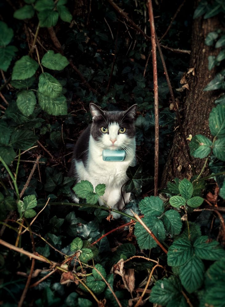 Cat in the woods wearing a chunky tracking collar