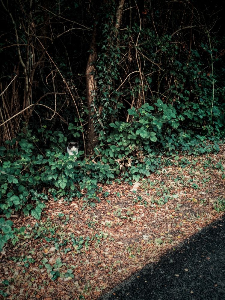 Cat in the woods.