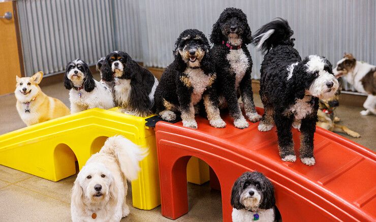 Lots of dogs standing or sitting on or near a ramp.