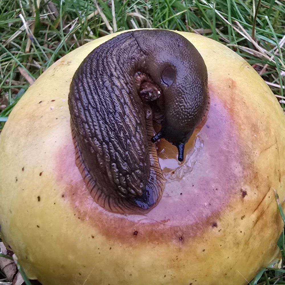 A slug curled up on a rotting apple