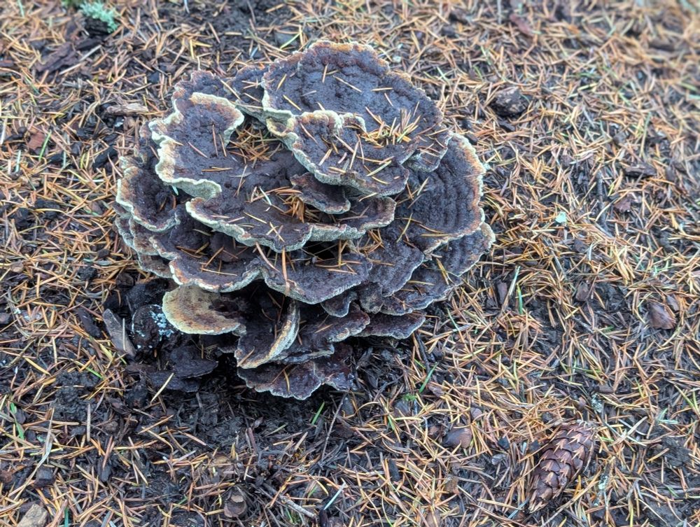 A fungus growing from the ground. Layers of brown cal's are trimmed with white