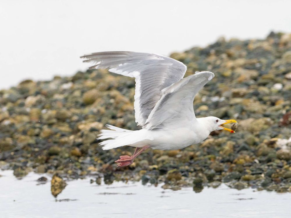 The gull flying off, preparing to pop up and drop the clam