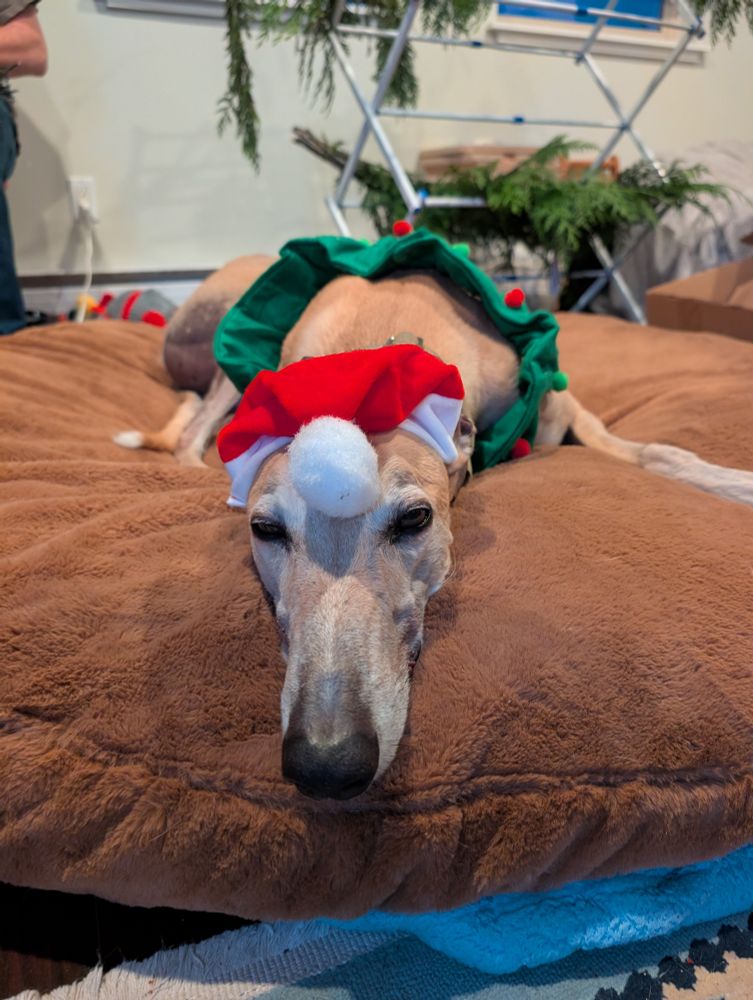 A greyhound has a tiny Santa hat on his head, the pompom between his eyes 