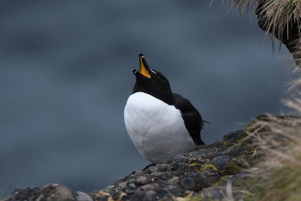 ML117963121 - Razorbill - Macaulay Library