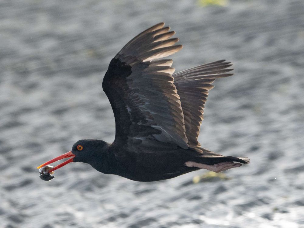 A black oystercatcher in flight, clam in his beak