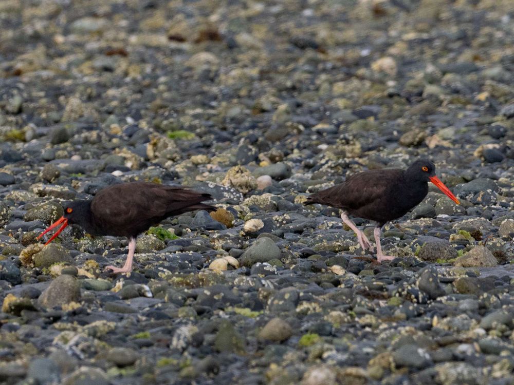 Two medium sized black shorebirds with red eyes and long red beaks and pink legs. One has its beak open, that's the chatty one.