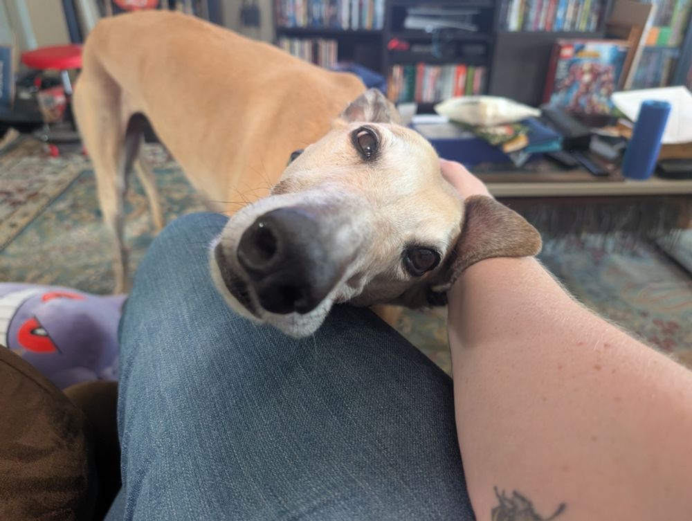 A happy greyhound getting good scratches