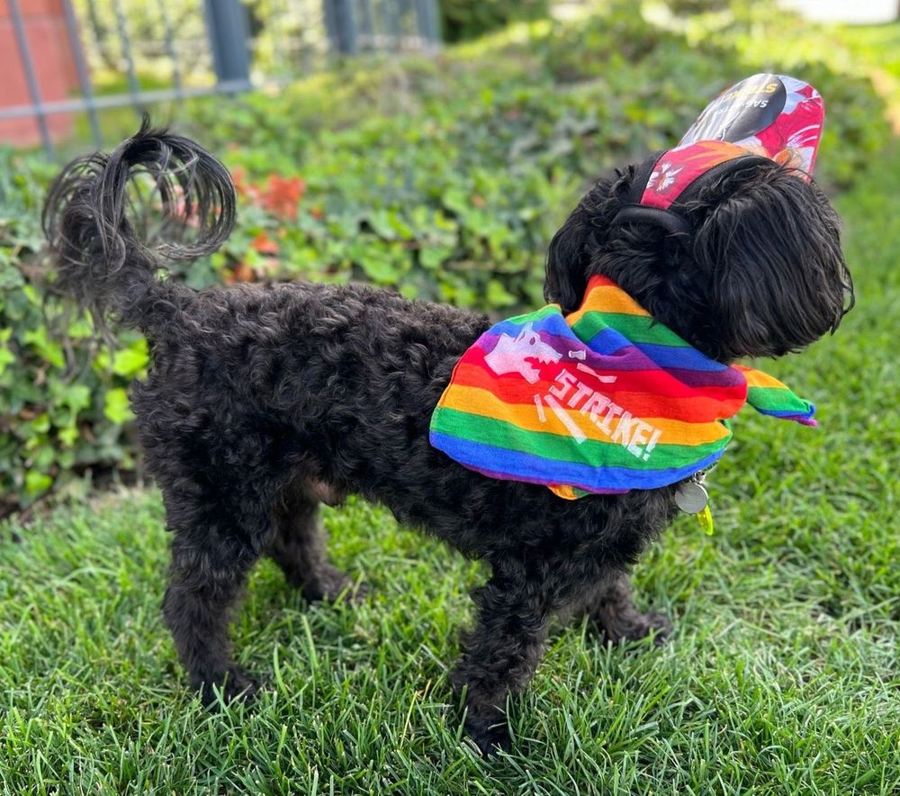A small black dog in a rainbow bandana block printed with a dog barking the word STRIKE! 