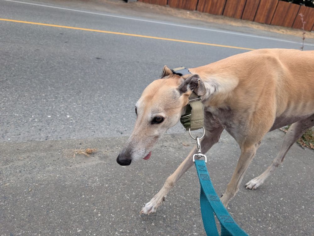 A greyhound walking with a little tongue blep 