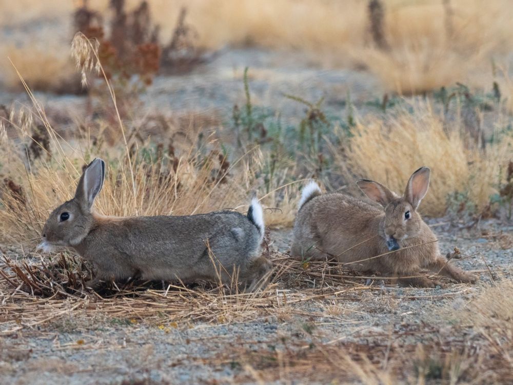 both buns are on the ground and have their feet under them. they're about to take up the chase again. Each also has a tuft of the other's fur in their mouth.