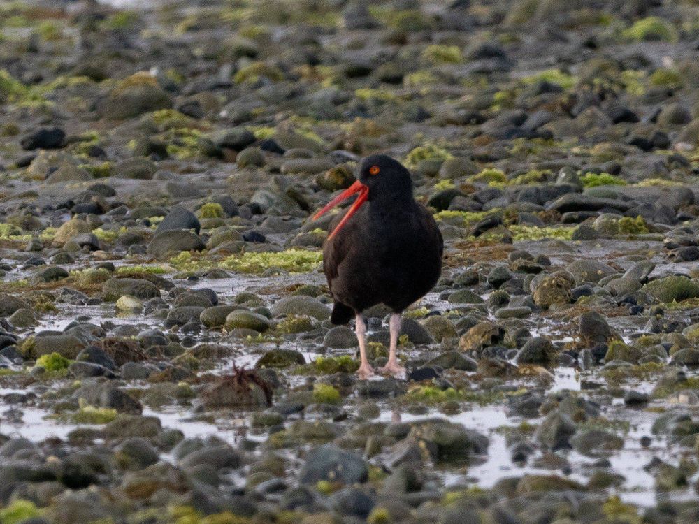 A black oystercatcher, beak open, hollering