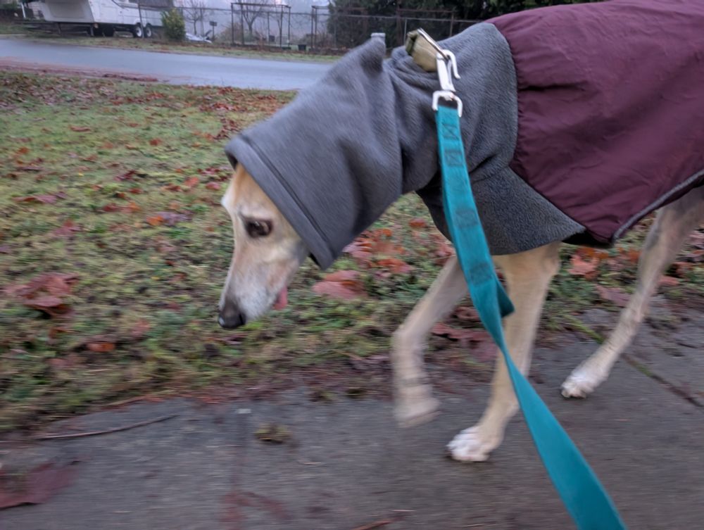 Pippin looking forlorn 