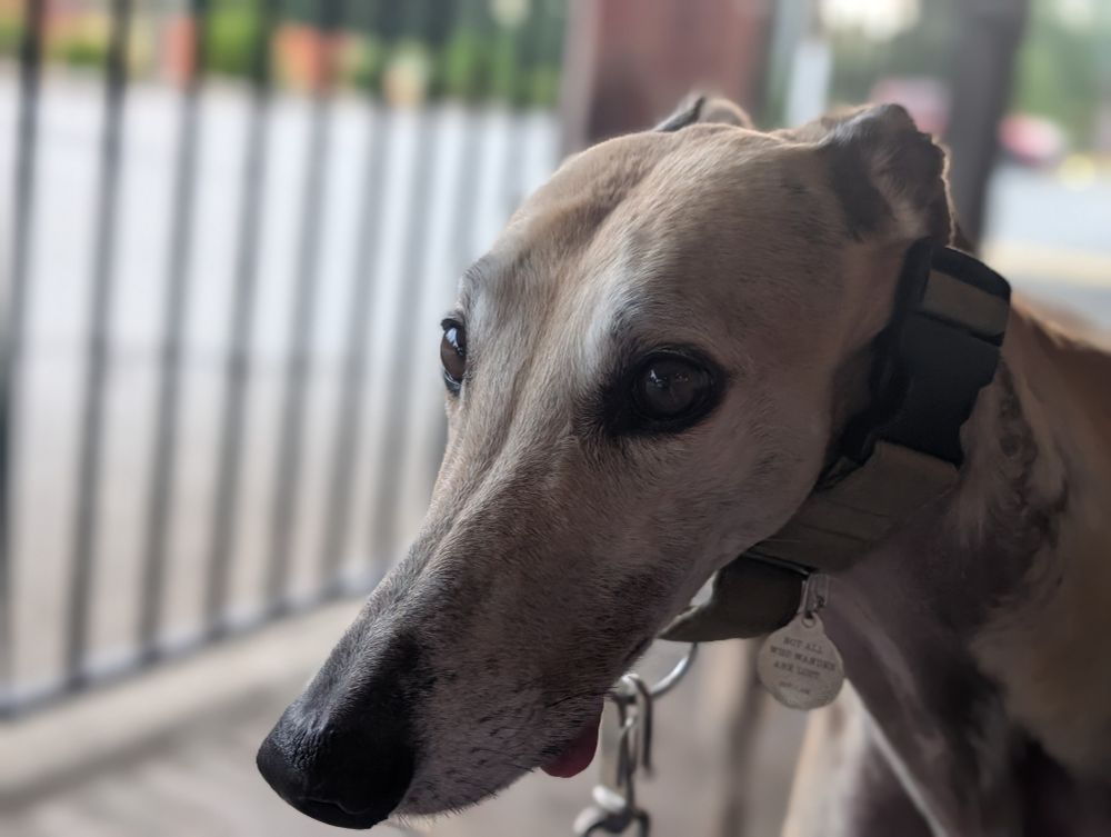 A greyhound gazing dramatically with a little tongue blep 