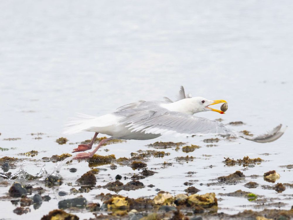 A short glide for the gull, with water trailing from its feet