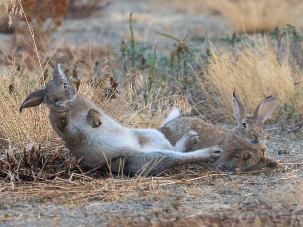 the red bun has his paws forward, the grey-brown bun is turning mid-fall, belly visible