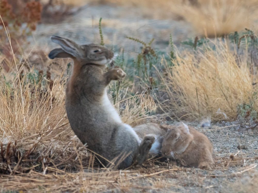 The red bun is on the ground. They grey-brown bun is falling backwards