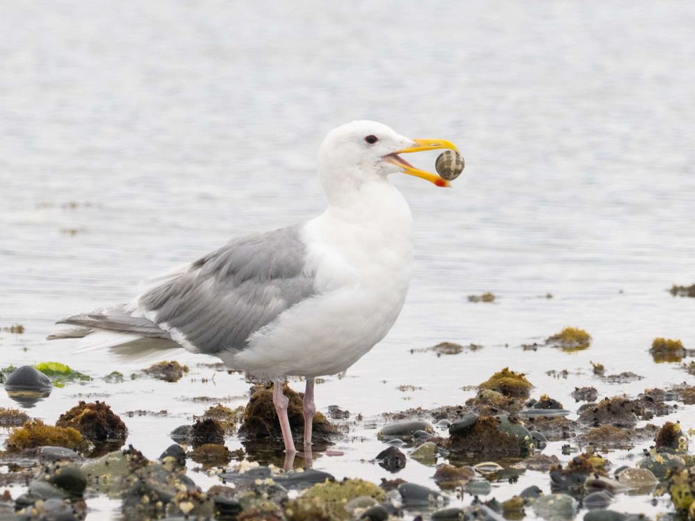 A classic seagull with a red spot on its bottom bill holds a clam