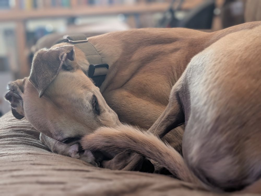 A greyhound curled up and snoozing 