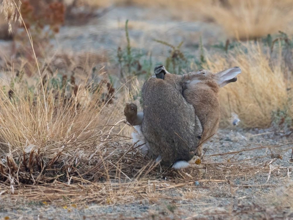 A ball of bunny fight