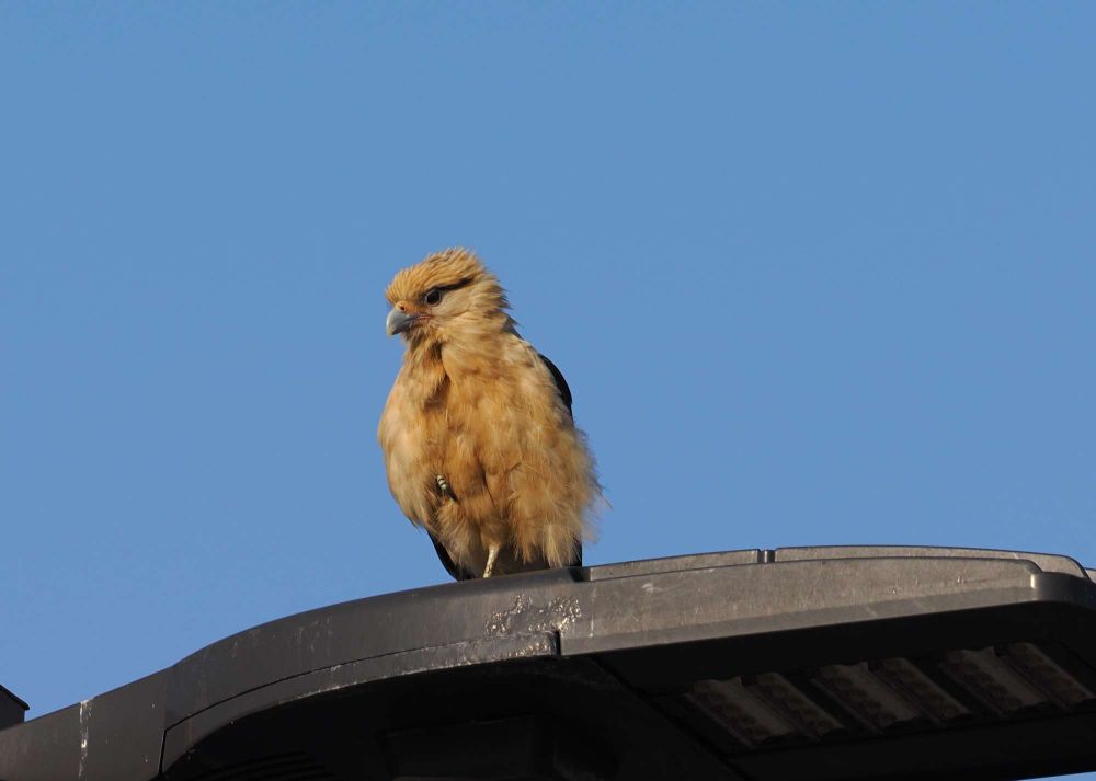 A small falcom-ish bird with a golden brown head and belly stands on a light post with fluffy tummy feathers