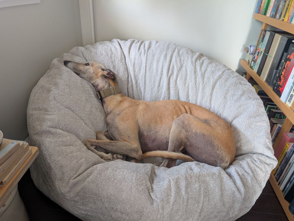 A greyhound lounges on a plush microfiber beanbag chair