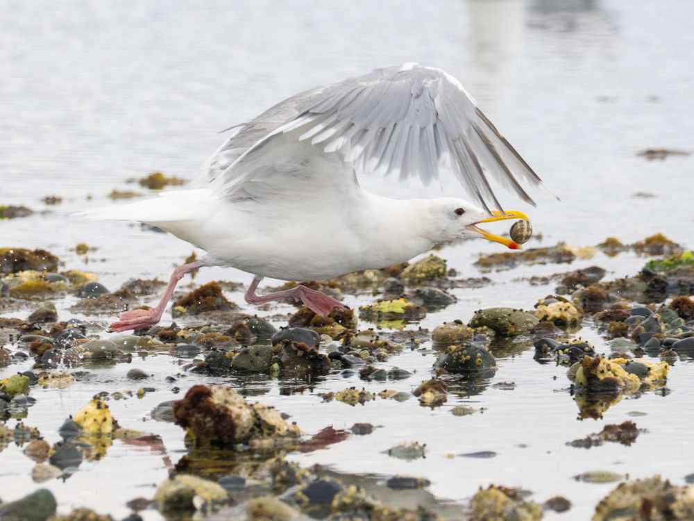 The seagull taking off, running through the low tide pool