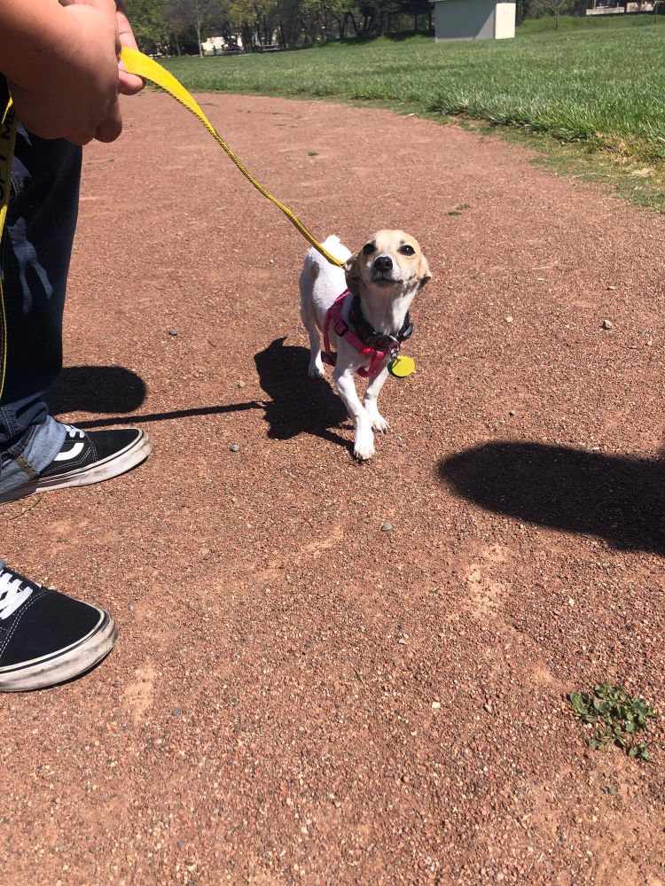 First time meeting Bailey the rat terrier. Her foster name was Gertrude