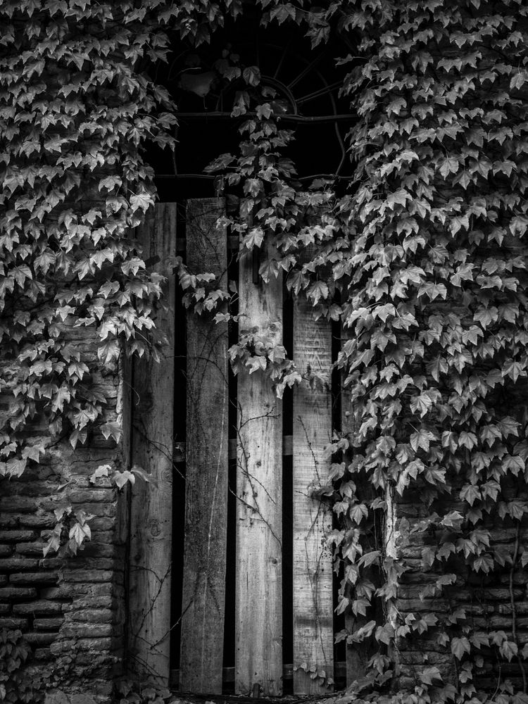 Fotografía en blanco y negro del vano de una casa de piedra sin puerta, parcialmente tapada con tablones y hiedra. ©️Asuntzi Martínez Ezketa