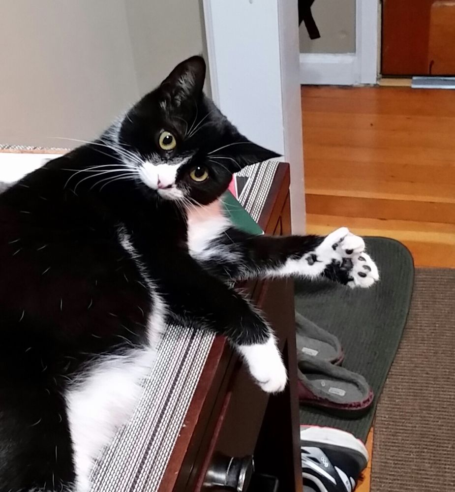 Livvie the tuxedo cat lies on a table and displays the thumb on her left front (polydactyl) paw. 