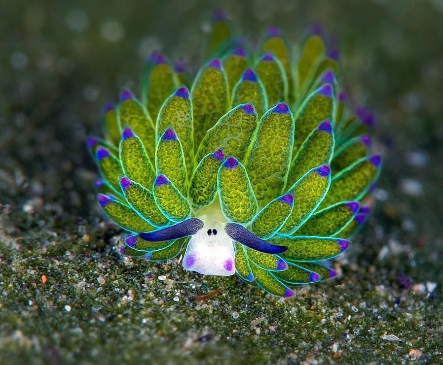 A beautiful leaf sheep sea slug, with the face of a sheep and a it’s body covered in what look like blue tipped leaves 
