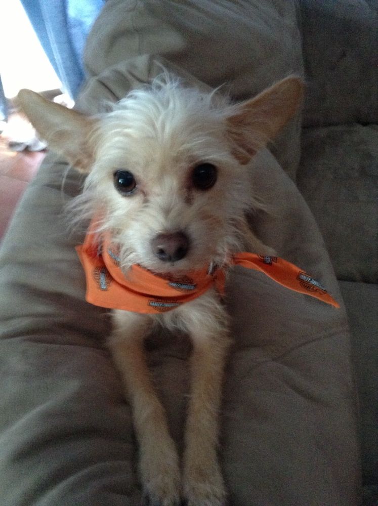 a small brown dog resting on the top of a couch while wearing an orange bandanna as a scarf. 