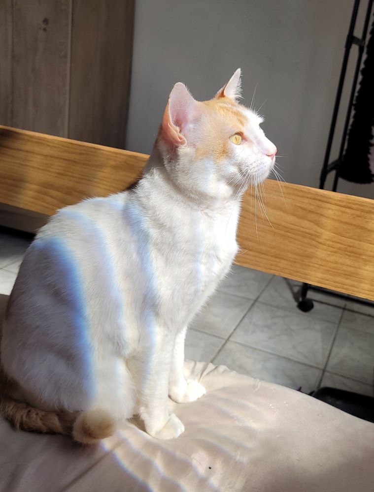 Foto do meu gato sentado tomando sol próximo a uma janela. Ele é branco, com partes laranja na cabeça e rabo, e os olhos são amarelos