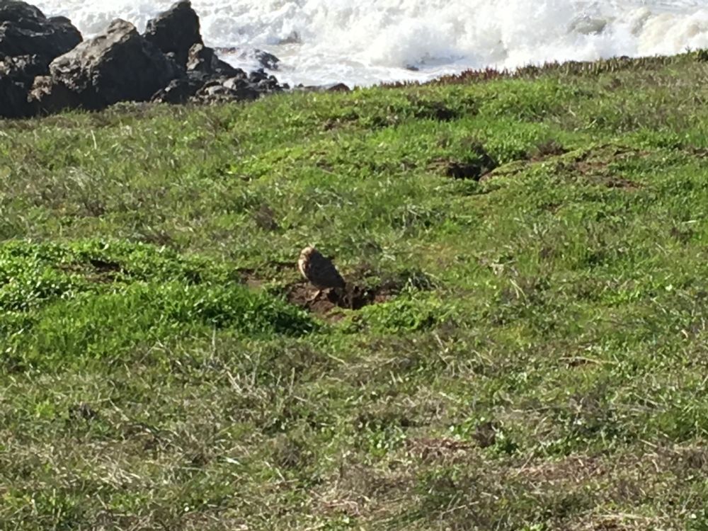 Slightly blurry zoom in on the owl