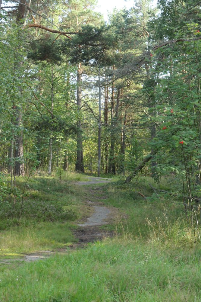Ein schmaler Pfad führt von der rechten Bildseite unten in die Mitte des unteren Bildbereichs und von dort nach oben in einen Wald. Im Vordergrund ist rechts und links des Weges Wiese zu sehen.