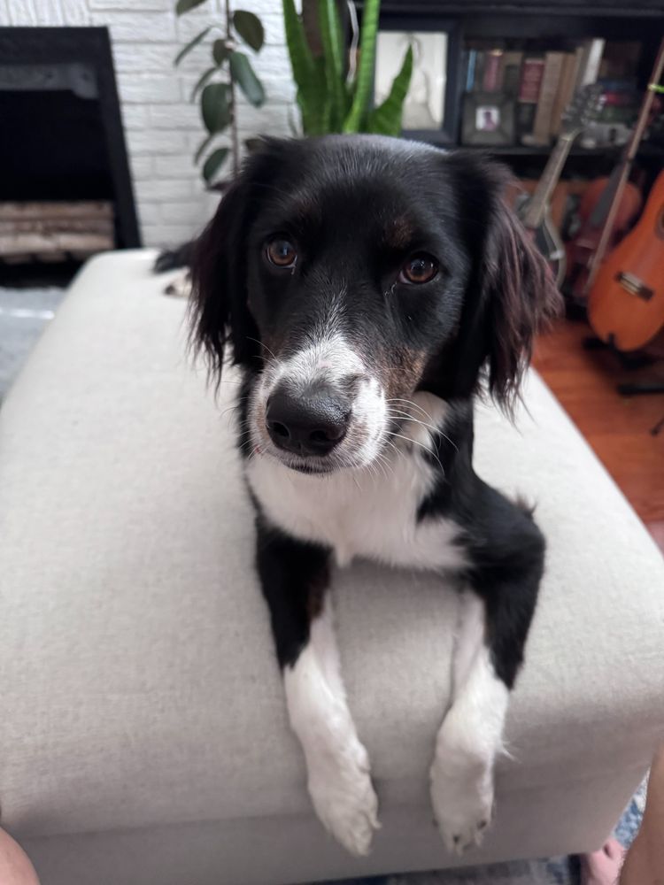 a black and white dog.