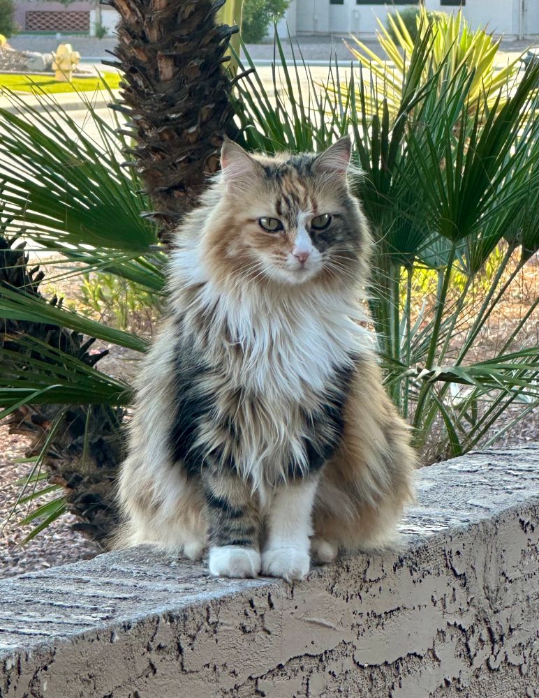 Long-haired calico sitting on a wall, looking at the camera.