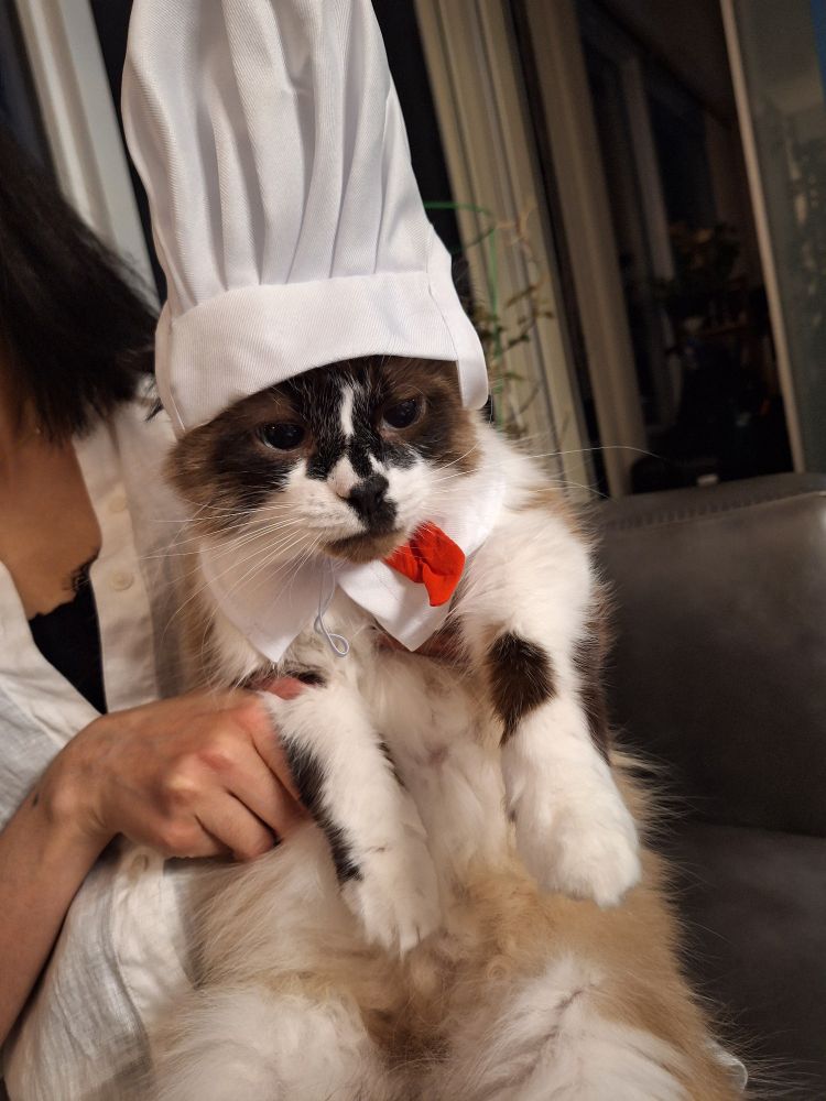 Marvin the cat wearing a white chef costume complete with hat and top
