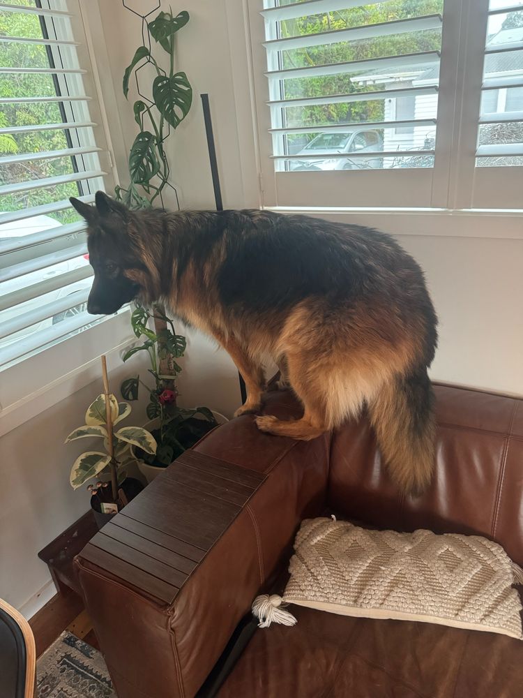 German Shepherd dog perching precariously on the arm of a brown leather sofa. 