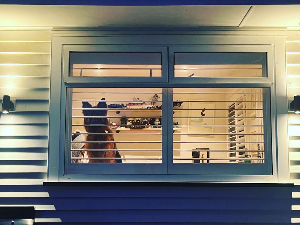 Picture of a black and tan German shepherd dog peering through the blinds. 