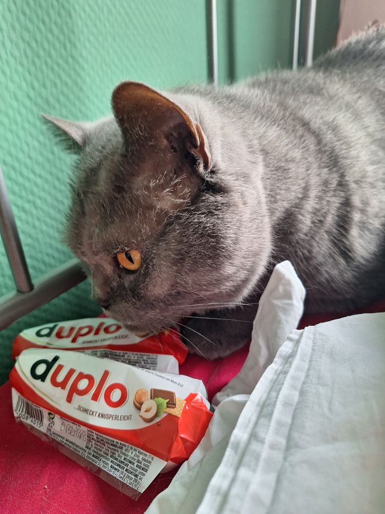Grauer Kater vor 2 Duplo-Schokoriegeln