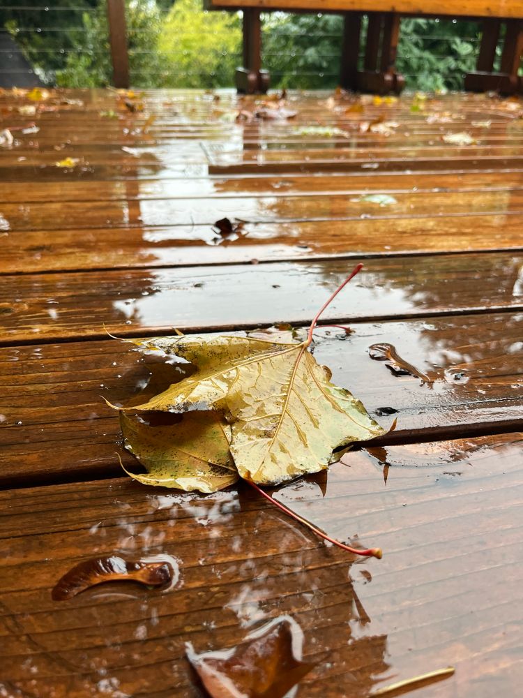 Maple leaves and seeds on a wet wood deck in Portland, OR. 