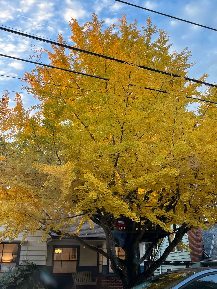 A glowing ginkgo tree in front of a house in the Mt. Tabor area in SE Portland, Oregon. 
