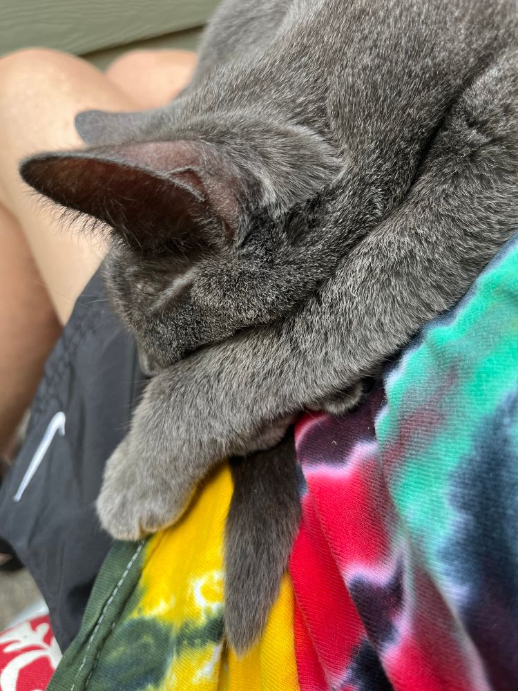 Russian Blue cat asleep on my lap
