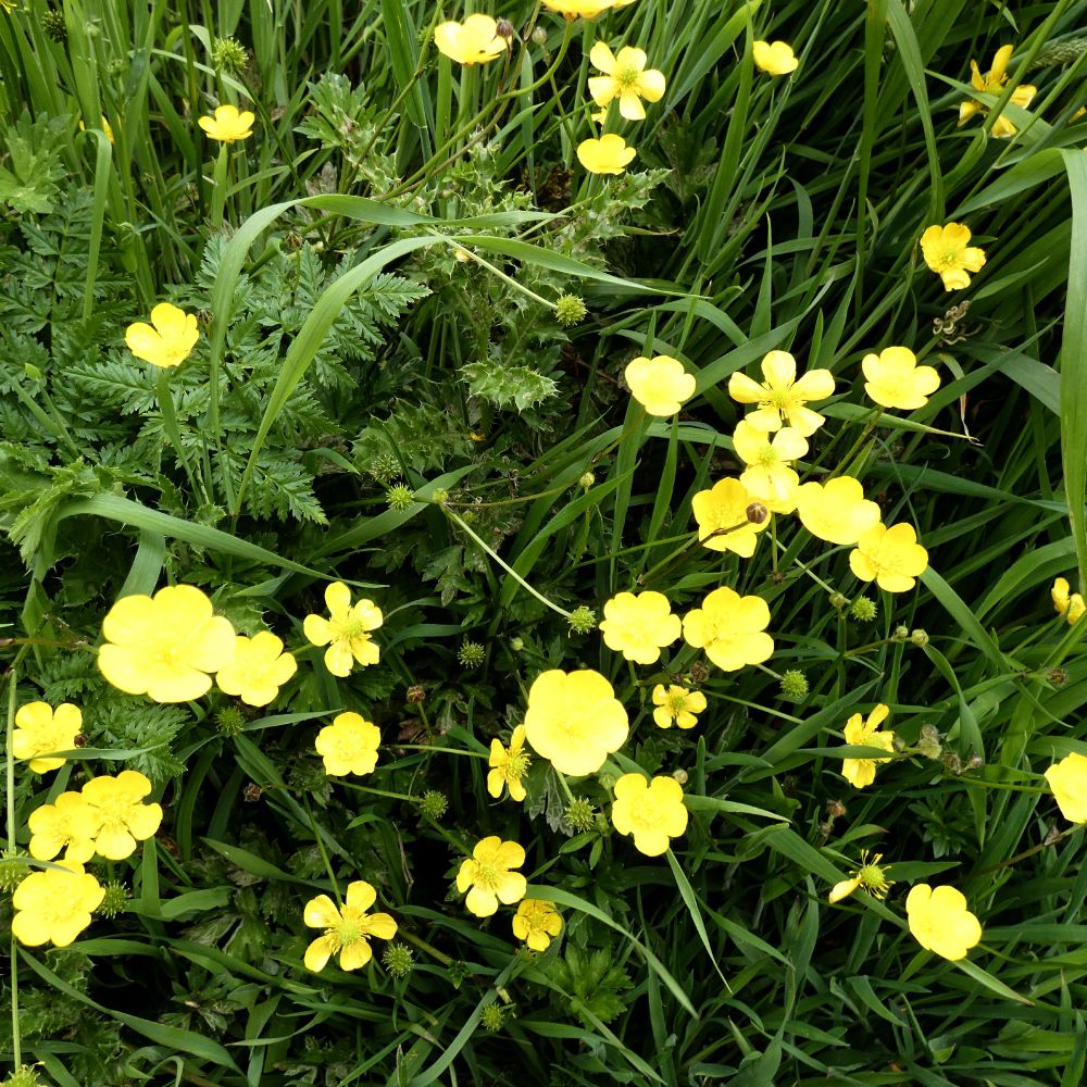 Close-up view of numerous bright yellow buttercups amidst green grass and foliage.