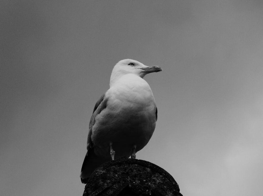 A seagull is perched on a rooftop, against a brooding sky.