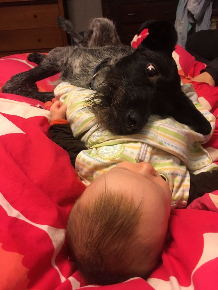 Brothers: dog resting head on baby